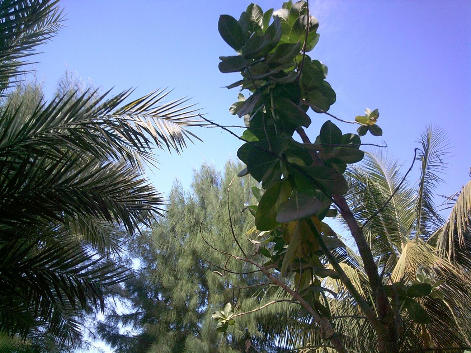 Mangrove Beach Sanyang Exterior foto