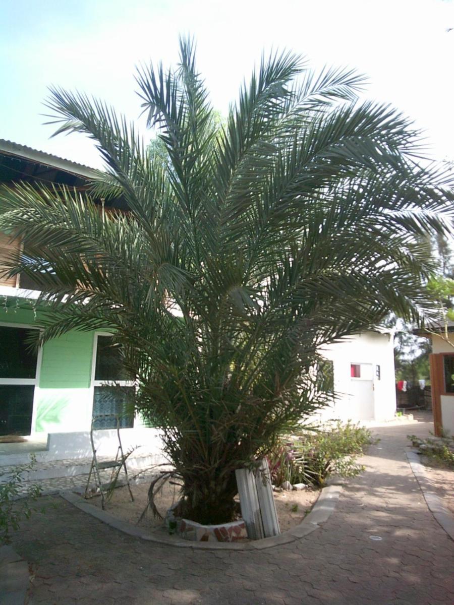 Mangrove Beach Sanyang Exterior foto