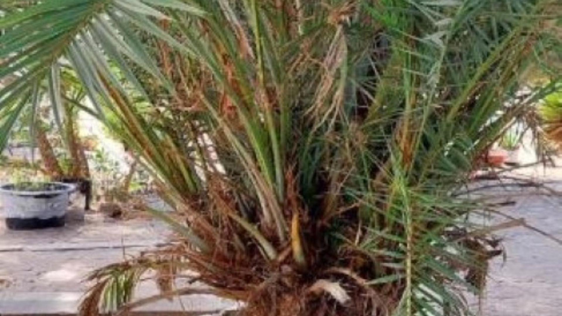 Mangrove Beach Sanyang Exterior foto