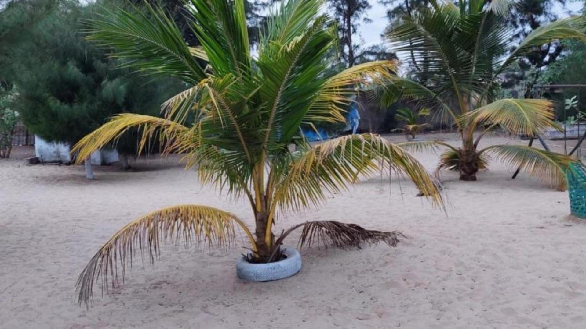 Mangrove Beach Sanyang Exterior foto